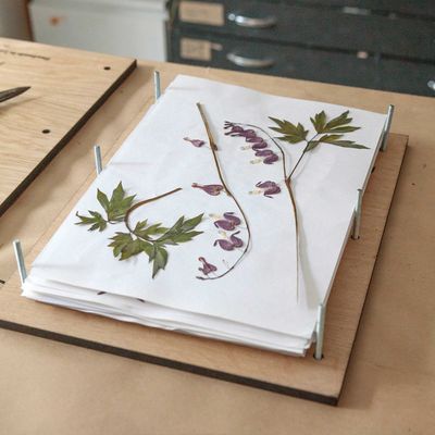 How to press flowers – for pretty homemade decorations