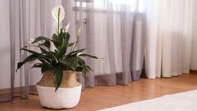 7 best plants to reduce indoor air pollution