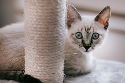 Can I Train My Cat To Use The Scratching Post? A Veterinarian Reveals An Ideal Solution