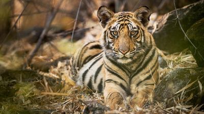 What Terai tigers eat and what it tells about the habitat