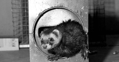 Why did the ferret run down the particle accelerator?