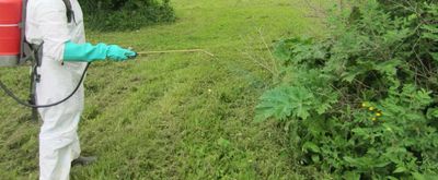 This common herbicide affects male reproductive health