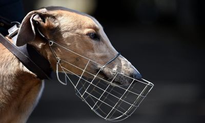 NSW greyhound industry claims ban on gambling ads would result in dogs suffering