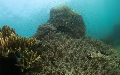Some Coral Reefs Could Weather Climate Change Better Than We Thought