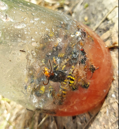 Asian hornets spotted in Kent as number of species in UK rises