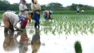 Dry spell pushes ryots to brink in arid Prakasam