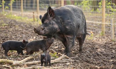 Put ‘pest’ animal species on the pill, don’t cull them, says scientist