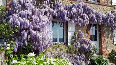 Best climbing plants for the front of the house – 10 expert choices to enhance your front yard