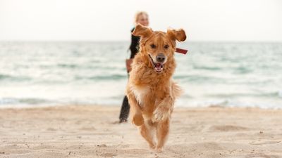 Transform your dog’s recall with this clever tip from an expert trainer