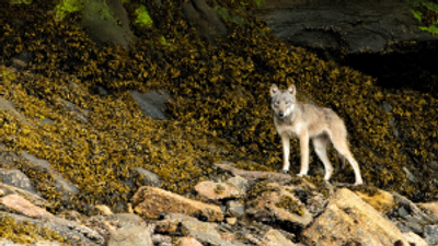 Searching for ‘sea wolves’ in Canada