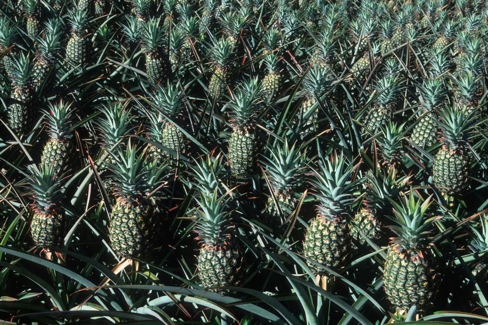 How 19thcentury pineapple plantations turned Maui…