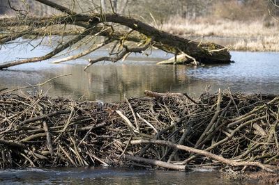 Climate Flooding Could be Mitigated by an Animal-Inspired Low-Cost, Low-Tech Solution