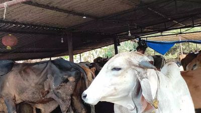 Uttar Pradesh officials told to increase number of cattle shelters, ensure all stray animals are housed there