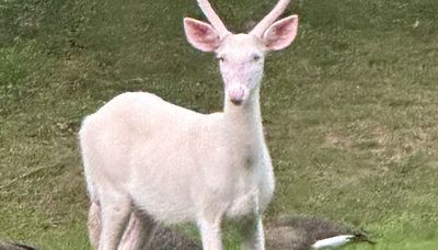 Chicago outdoors: Chicago Lock question, lakefront’s multiple species & a Wisconsin albino buck