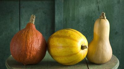 When to harvest winter squash – and store them properly for months of produce