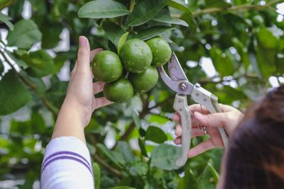 When to prune fruit trees? Experts reveal the best timings for healthy growth