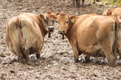 Animal welfare ruling surprises farmers