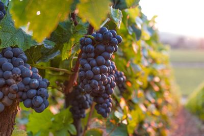 Demand for wine has fallen so much that France is spending $215 million to distill excess wine into ethanol used in cleaning products