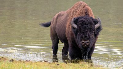 Yellowstone tourist makes the mistake of approaching hormonal, irritable bison