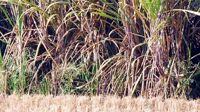 Prolonged dry spell deepens crop moisture stress; kharif season sees 14K MW peak power load