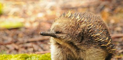 They sense electric fields, tolerate snow and have 'mating trains': 4 reasons echidnas really are remarkable