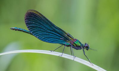 Country diary: The beautiful demoiselle lives up to its name