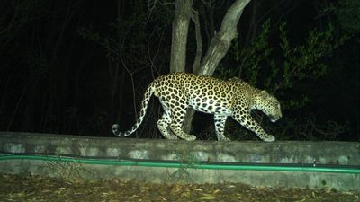 Fourth leopard captured on Tirumala foot path