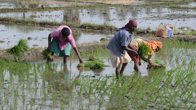 Tamil Nadu government to procure paddy from September 1