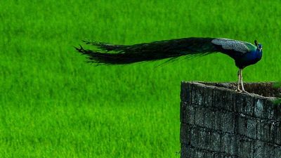 Peafowls rapidly expanding its distribution across Kerala