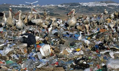 Birds – and ornithologists – flock to huge rubbish dump in Spain