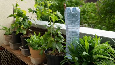 5 quick and easy DIY garden watering system ideas to make by repurposing everyday household items