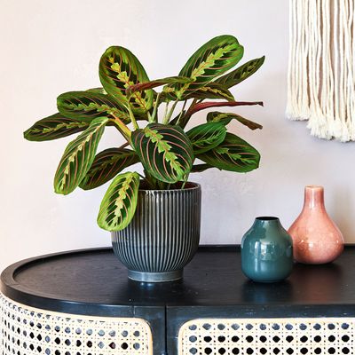 How to care for a prayer plant - how to help this shade-loving plant to thrive