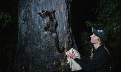 Home of endangered marsupial hit by state-sanctioned logging in NSW, environmentalists say