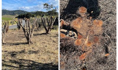 Fears of chainsaw massacre after tree protection changes