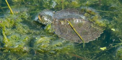 Northern map turtles survive cold winter conditions by staying active under ice
