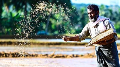 Dry weather, rising heat make farmers worry about life after Onam