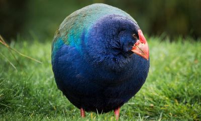 Prehistoric bird once thought extinct returns to New Zealand wild