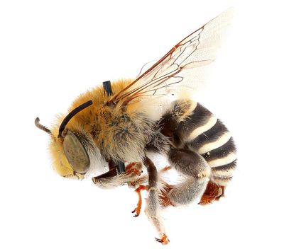 Buzzing Of Bees First Heard 120 Million Years Ago