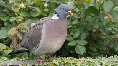 7 ways to get rid of pigeons in your yard