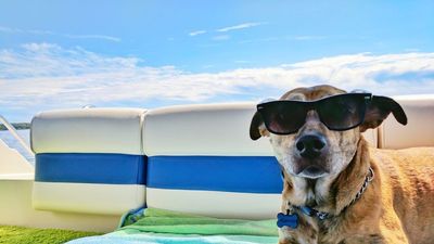 Vet Warns Of Hidden Summer Dangers Facing Dogs