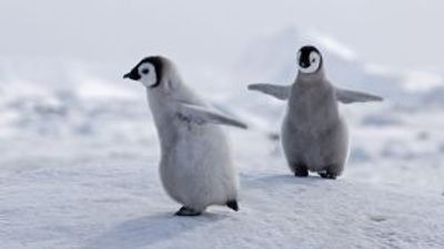 The extinction threat to emperor penguins caused by climate change