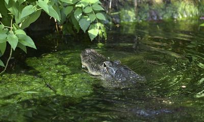 Alligator on the loose in New Jersey as police warn to stay away from lake