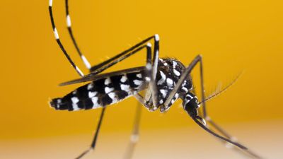 French local authorities call for action as tiger mosquito infestation grips Paris region