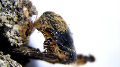 3,000-year-old mummified bees are so well preserved, scientists can see the flowers the insects ate