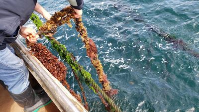 Wetlands and seaweed to generate carbon credits