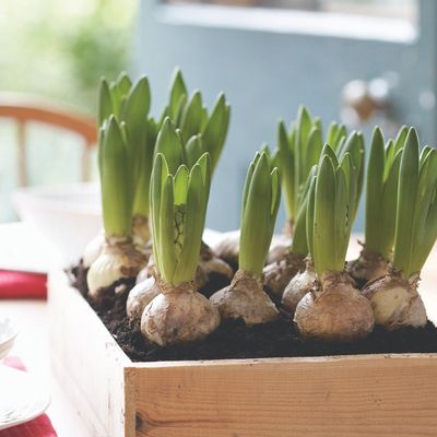 When to plant hyacinth bulbs for bold spring blooms – don't miss the planting window