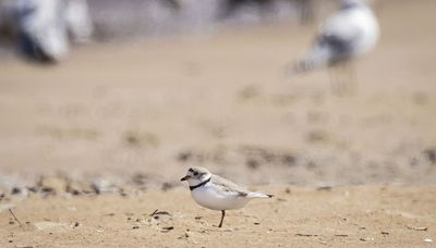 Piping plover quartet has left Montrose Beach, gone south for winter