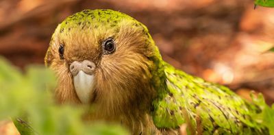 How gene mapping almost all remaining kākāpō will help NZ’s rare night parrot survive