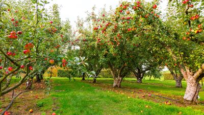 When to fertilize fruit trees to ensure you have healthy plants and bumper crops