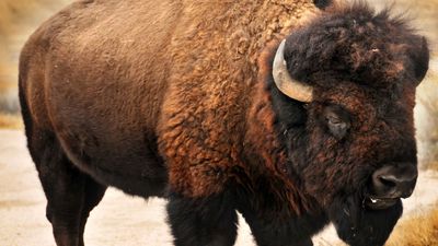 Careless hikers run for their lives after straying too close to territorial bison